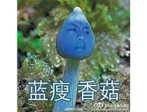 藍(lán)瘦香菇什么梗 柯尼卡美能達(dá)復(fù)印機(jī)新代碼？
